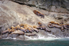 Sea Lions