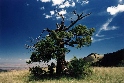 lone tree, New Mexico
